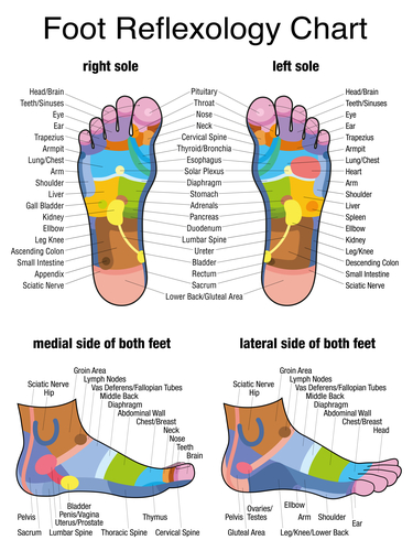 Reflexology Profile Of Feet